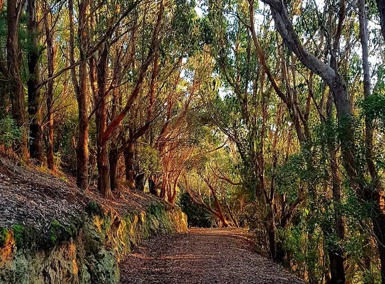 Ngatitoa Domain Camping