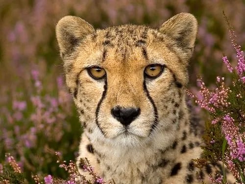 Beekse Bergen gallery 3