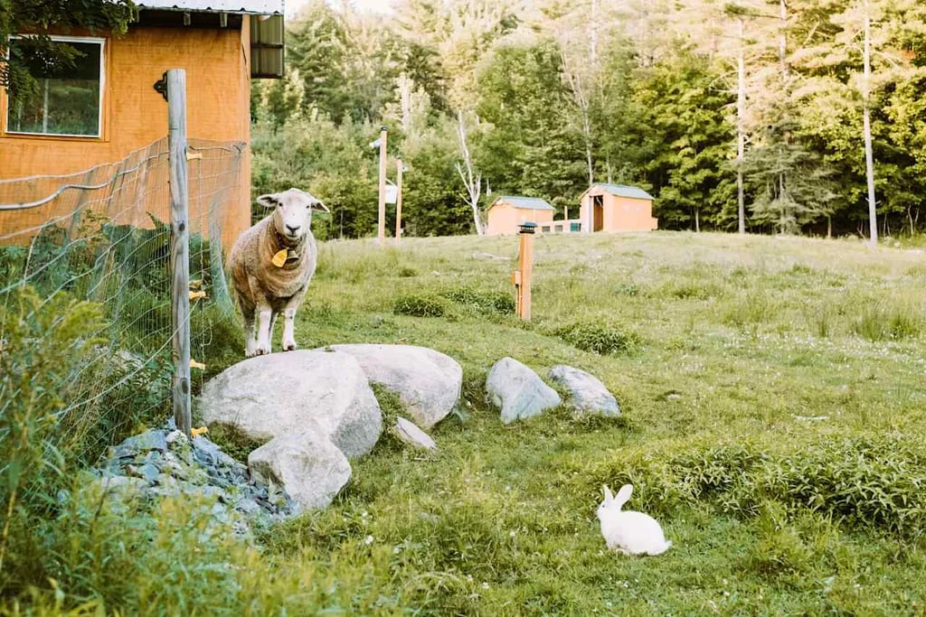 Willoughby Farm Animal Rescue gallery 1