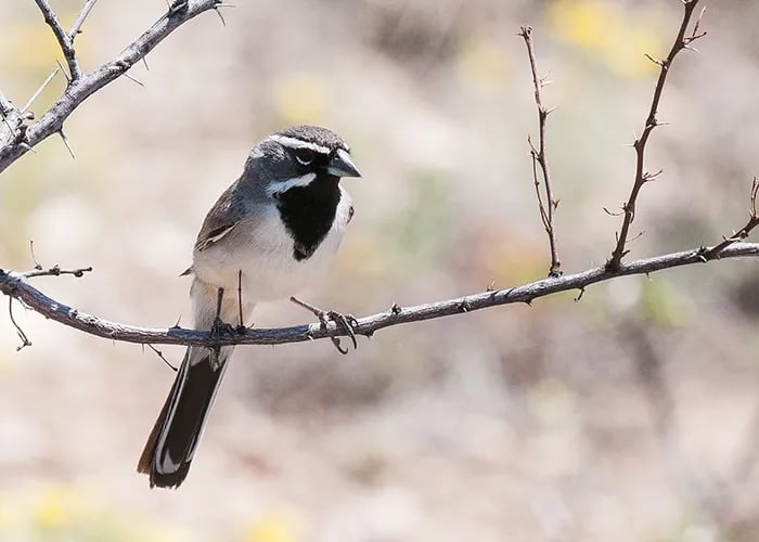 Brantley Lake State Park Campground