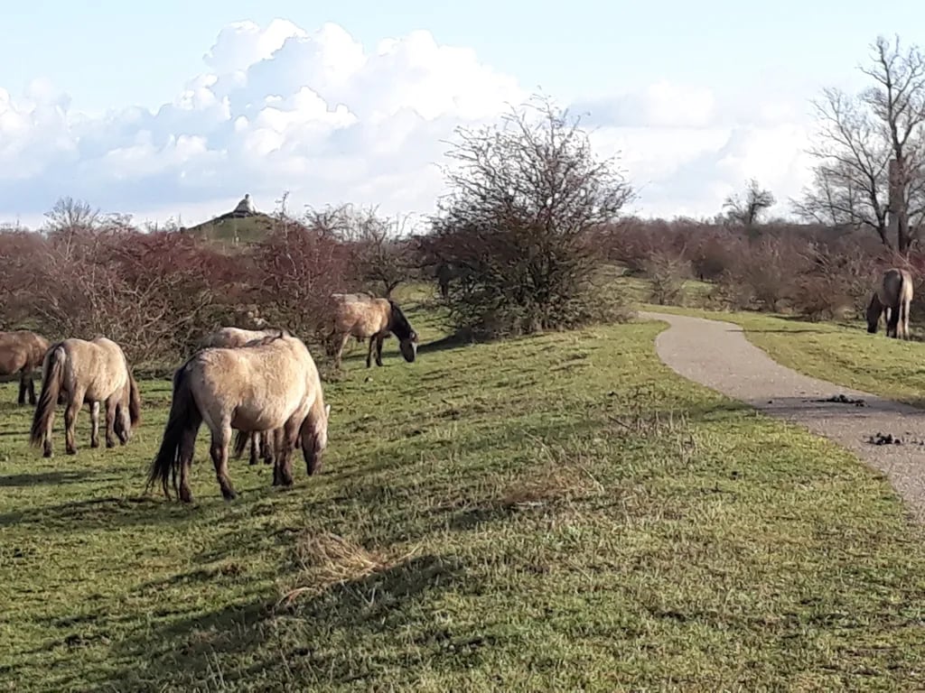 Camping De Waay gallery 1