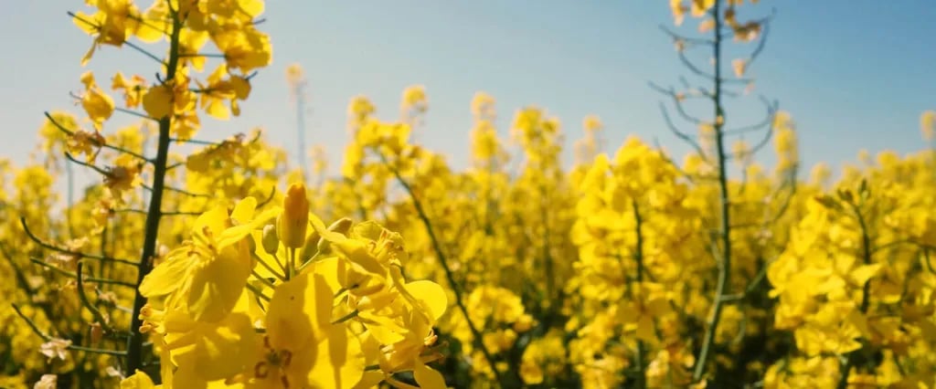 Campingplatz “Bolter Ufer” C15 gallery 3