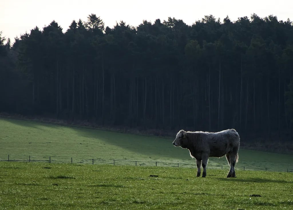 High Rigg Farm gallery 1