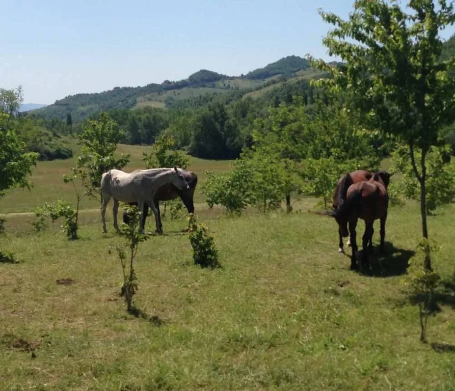 Campeggio Rio Verde gallery 2