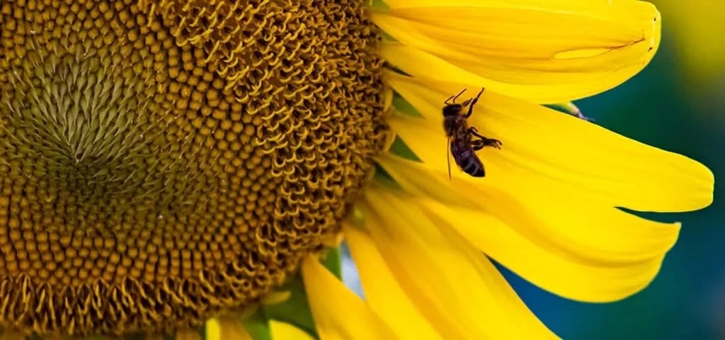 Pigeon Forge Landing RV Resort gallery 1