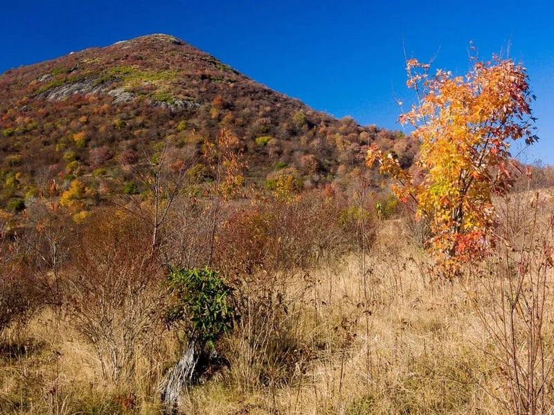 Black Balsam Knob – Dispersed Camping gallery 1