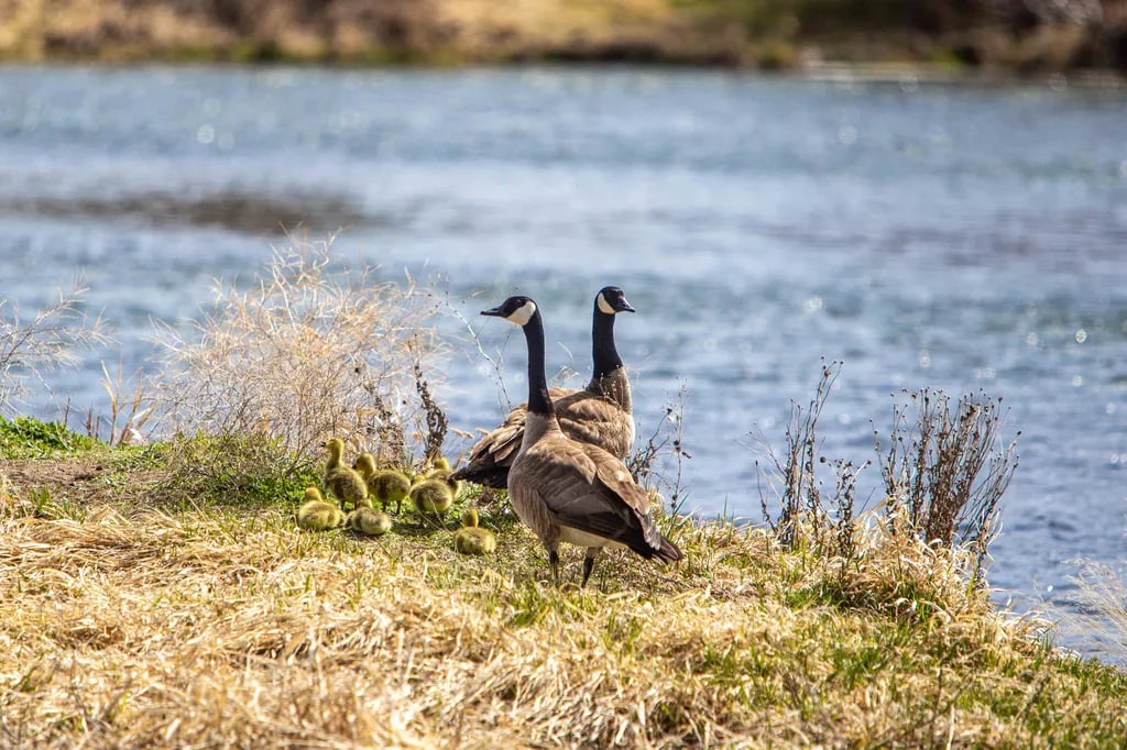 Waterwheel RV Park & Campground gallery 3