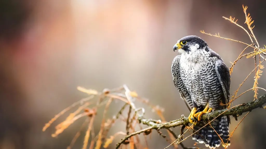 DCU-Camping Ålbæk Strand gallery 3