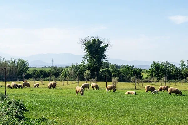 Societat Agrícola Siurana gallery 3