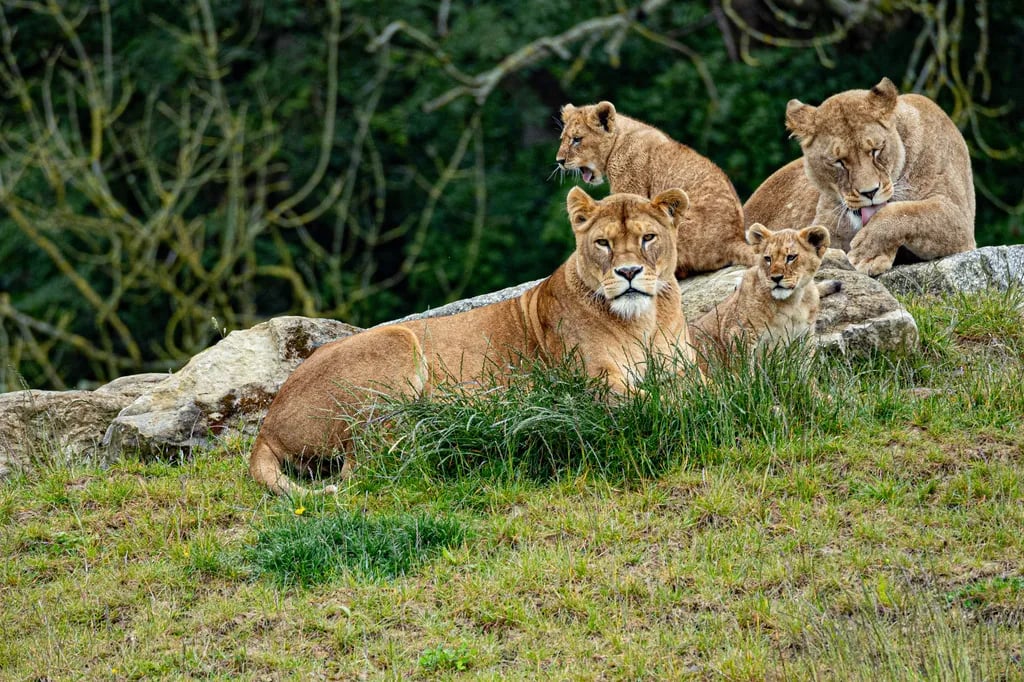 Port Lympne Reserve gallery 1