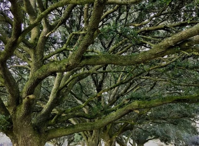 Foley Oaks RV Resort gallery 1