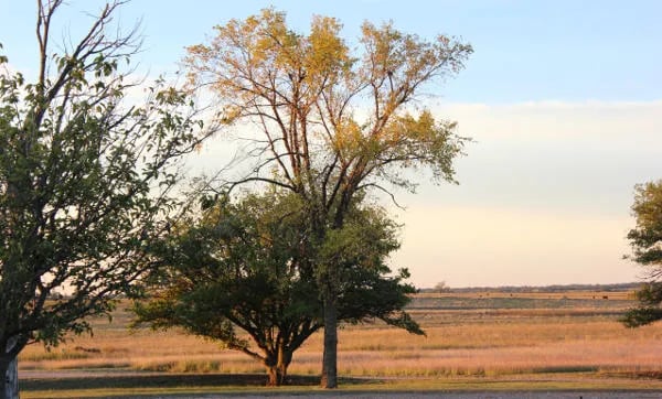 Texas Route 66 RV Park gallery 3