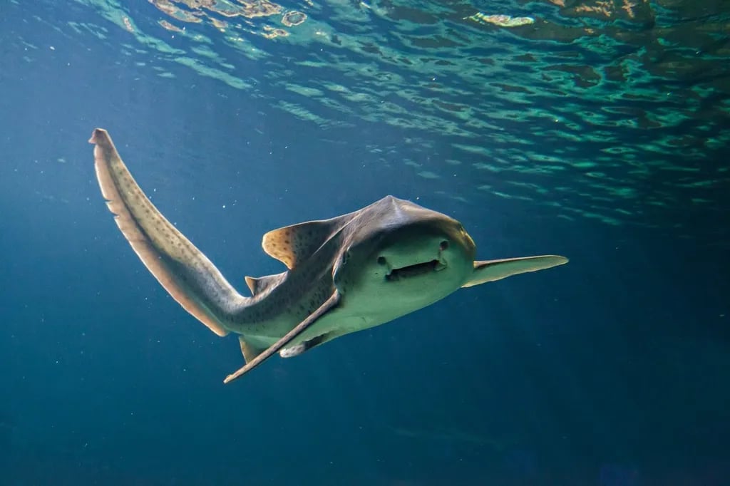 Domaine de l’Auzance gallery 2