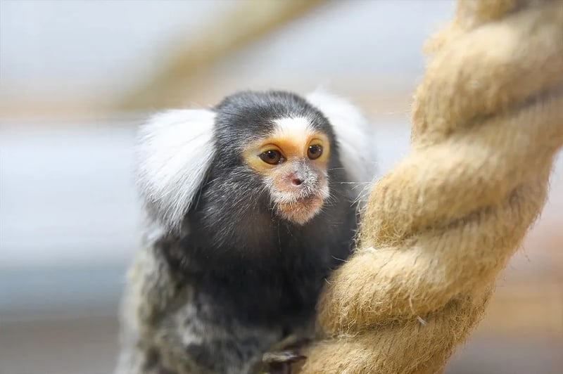 Folly Farm gallery 2