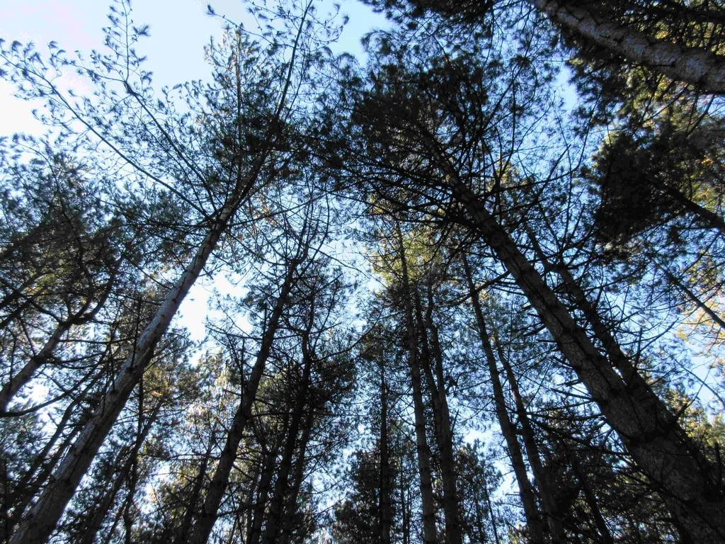 Weybourne Forest Lodges gallery 3