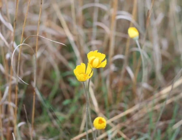 Ranch 3232 gallery 1