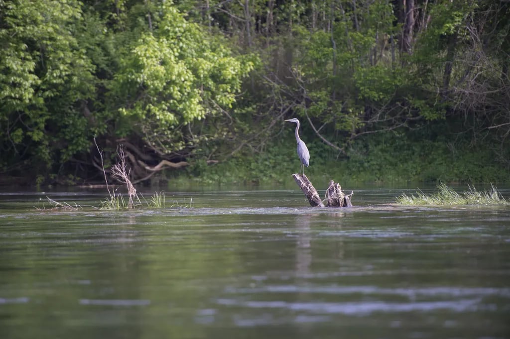 Gaston’s White River Resort Cabins gallery 3