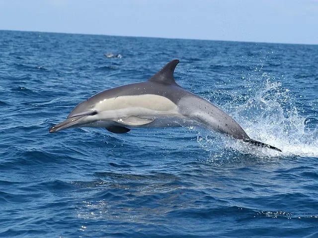 OZ Vama Veche gallery 3