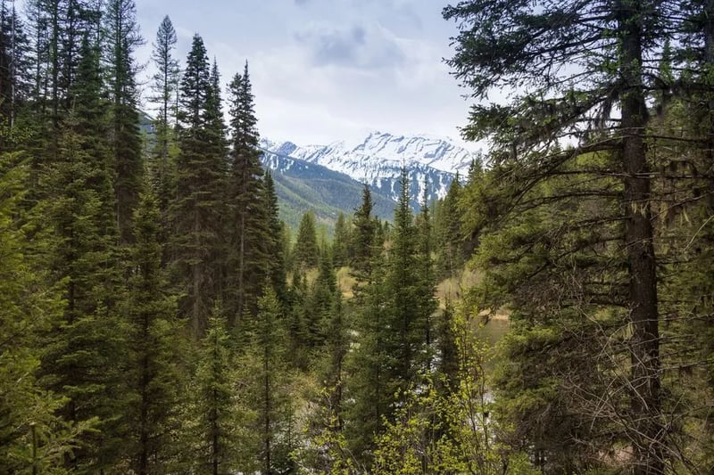 Spruce Park On The River gallery 1