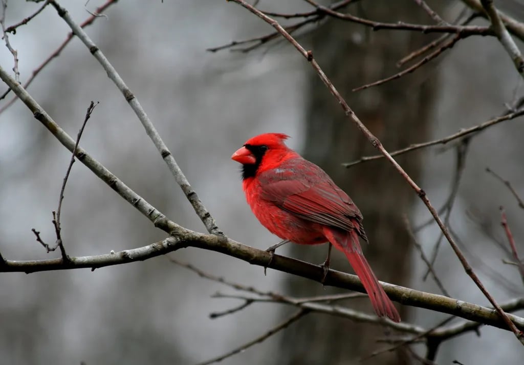 Karankawa Camping Area — Goliad State Park gallery 1