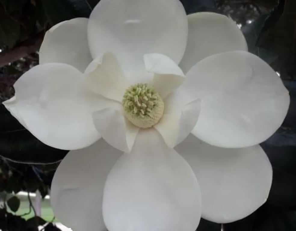 Thousand Trails Colorado River gallery 1