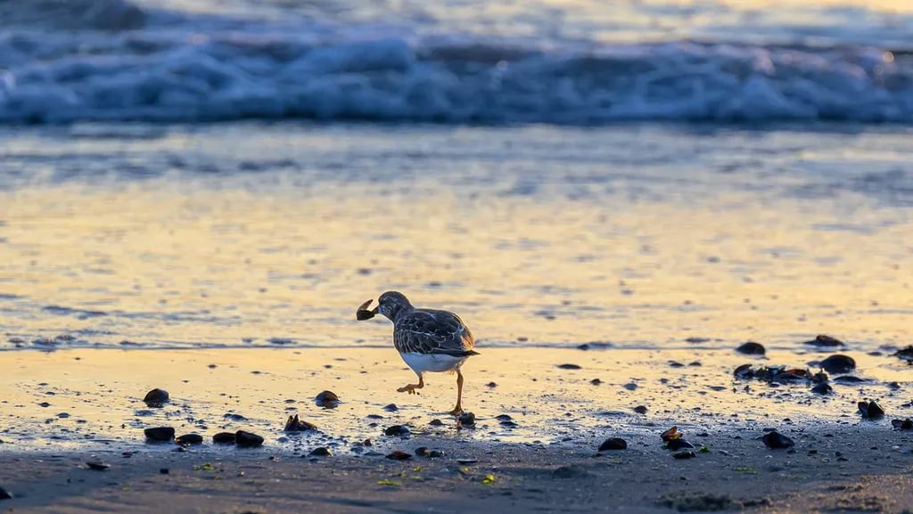 Molecaten Park Hoogduin gallery 2