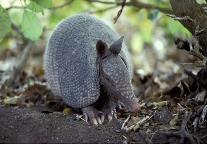 Daingerfield State Park Campground gallery 3