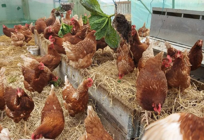 Book Now - Longfield Farm | Your Perfect Camping