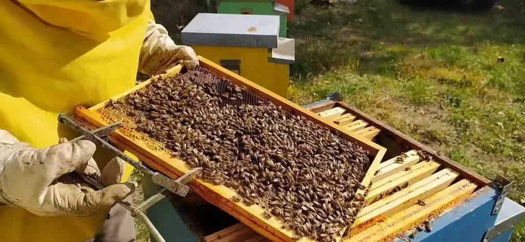 Camping agrituristico Carso gallery 1