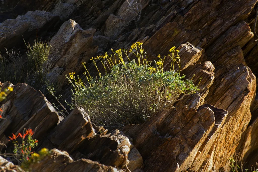 Anza-Borrego Desert State Park gallery 2