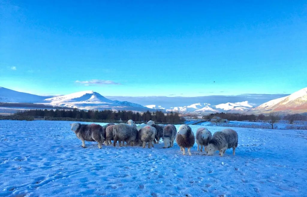Gill Head Farm gallery 3