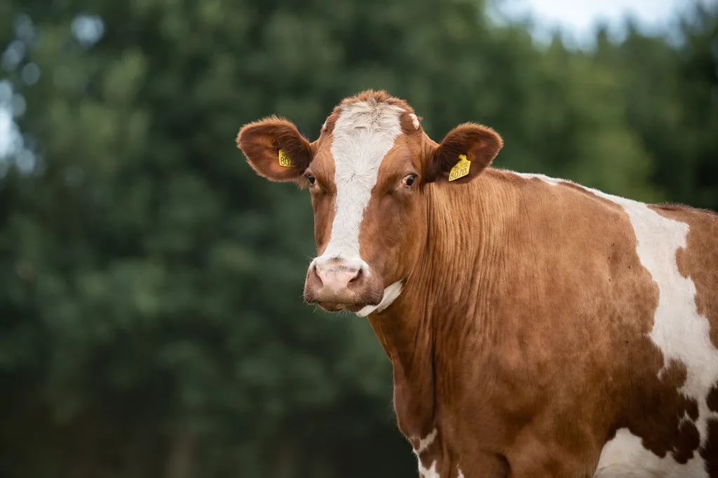 Boerderijcamping Het Varsenerveld gallery 3