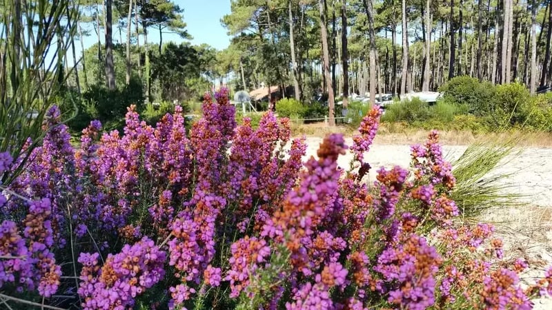 Camping Municipal De La Plage Du Cap De L’homy gallery 1