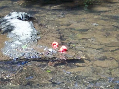 Moyers Grove Campground gallery 3