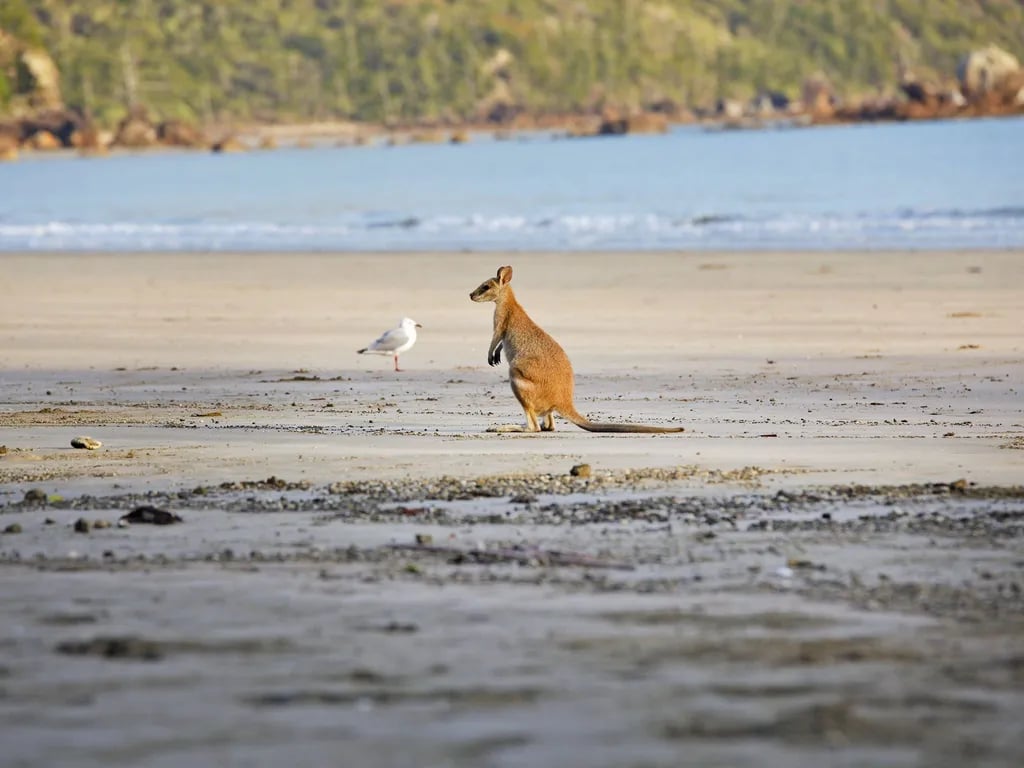 Cape Hillsborough National Park gallery 1