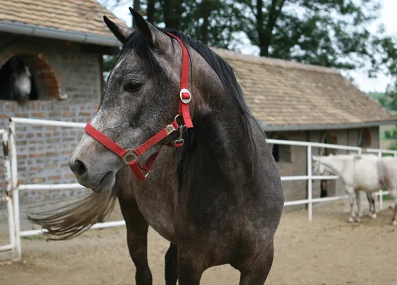 Camping Zornica House gallery 1