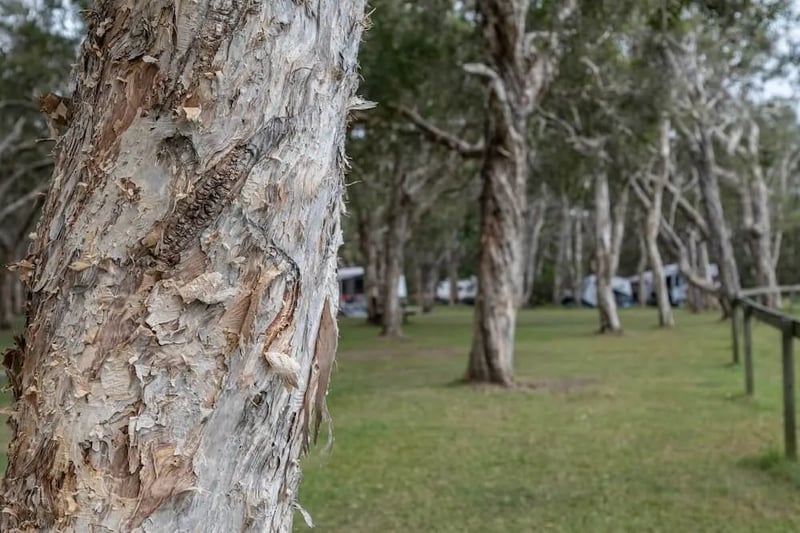 Corindi Beach Reserve Camping and Equestrian Facilities gallery 2