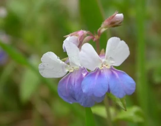 Three Creeks Conservation Area gallery 3