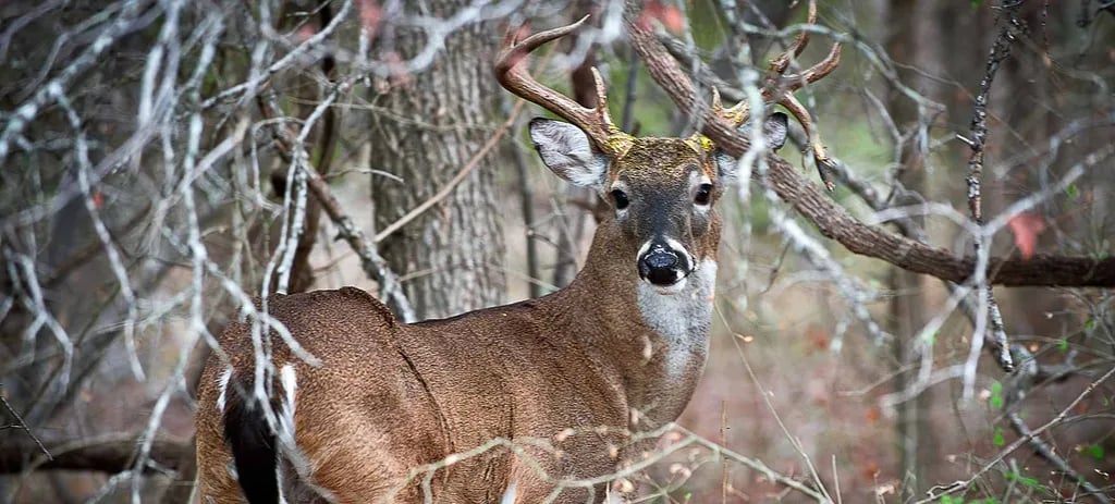 McKinney Falls State Park Campground gallery 3
