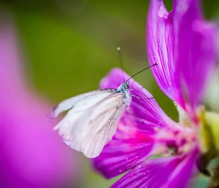 Camping d’Auberoche gallery 2