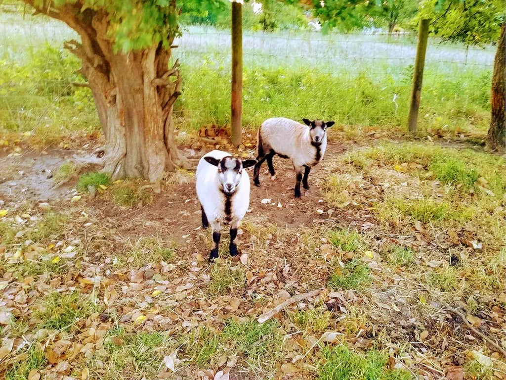 Wyreside Farm Park gallery 1