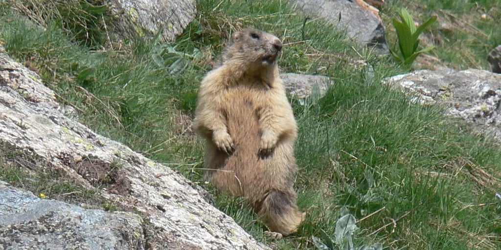 Camping Val di Rhemes gallery 3