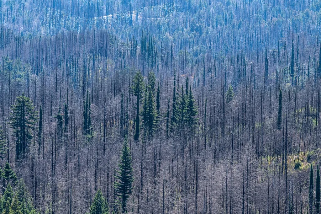 Big Basin Redwoods State Park gallery 2