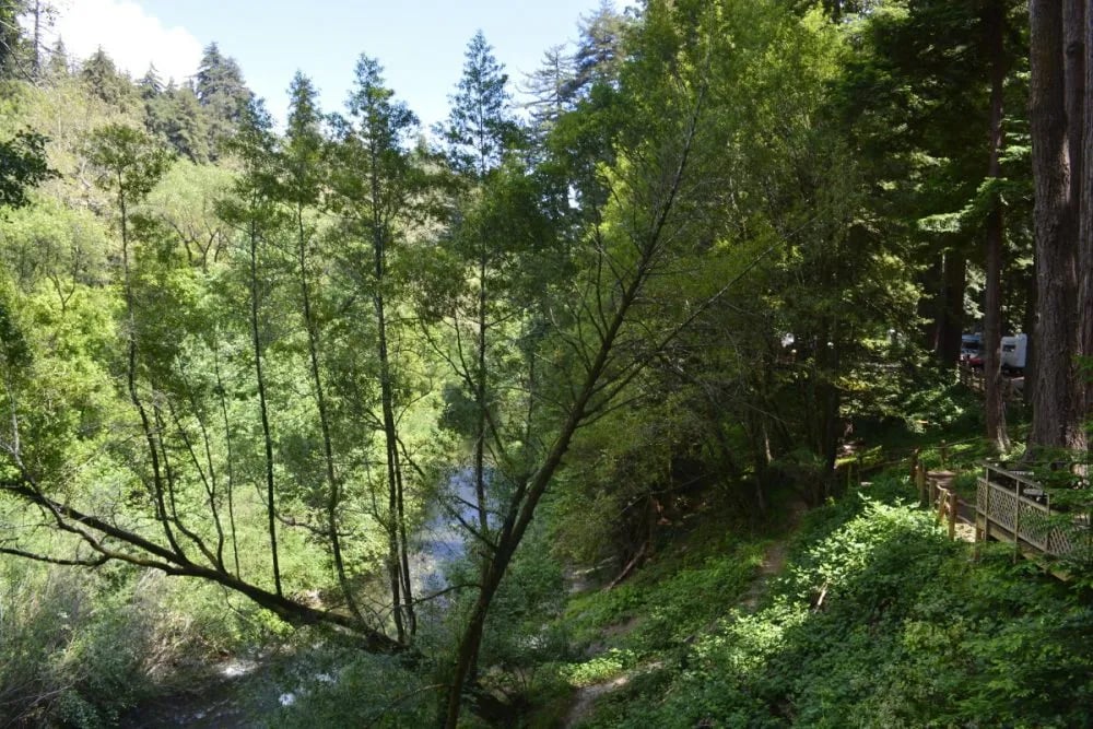 Santa Cruz Redwoods RV Resort gallery 3