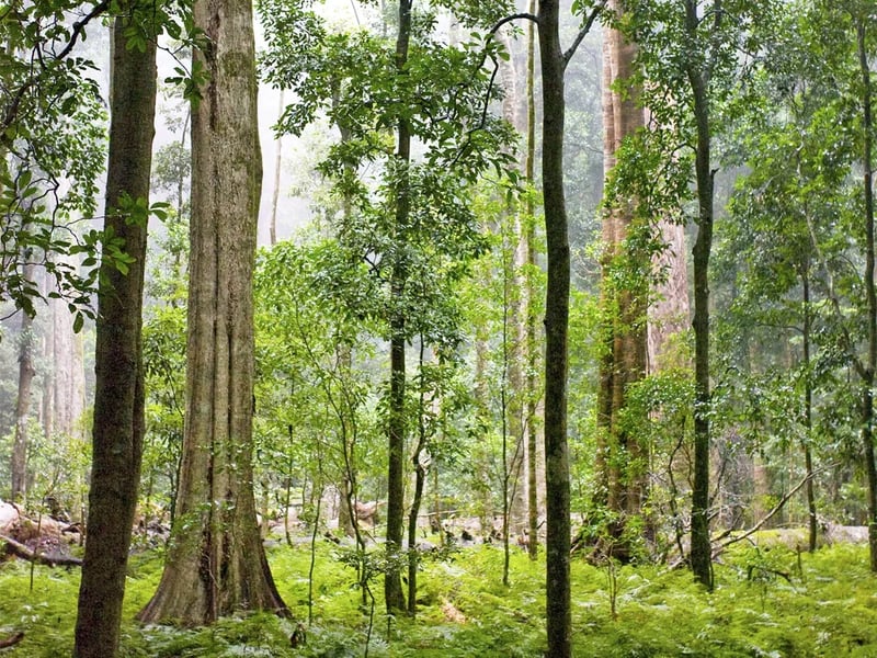 Bunya Mountains National Park gallery 1