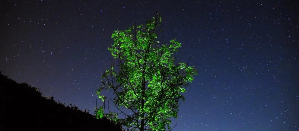 Camp Hammer gallery 1