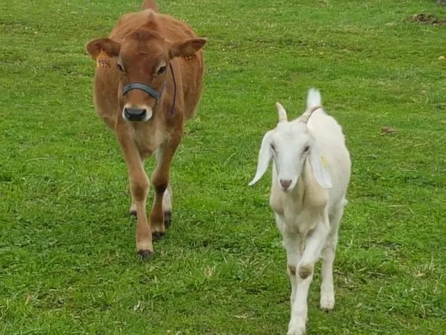 Camping La Ferme de Villeneuve