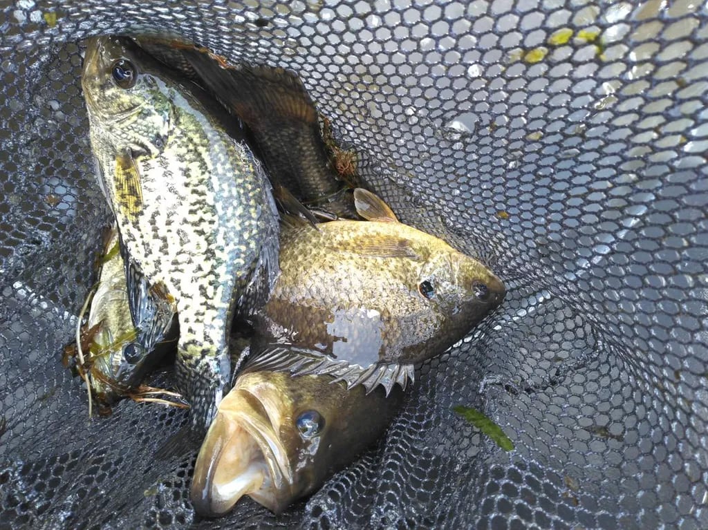 Willow Slough Fish and Wildlife Area Campground gallery 1