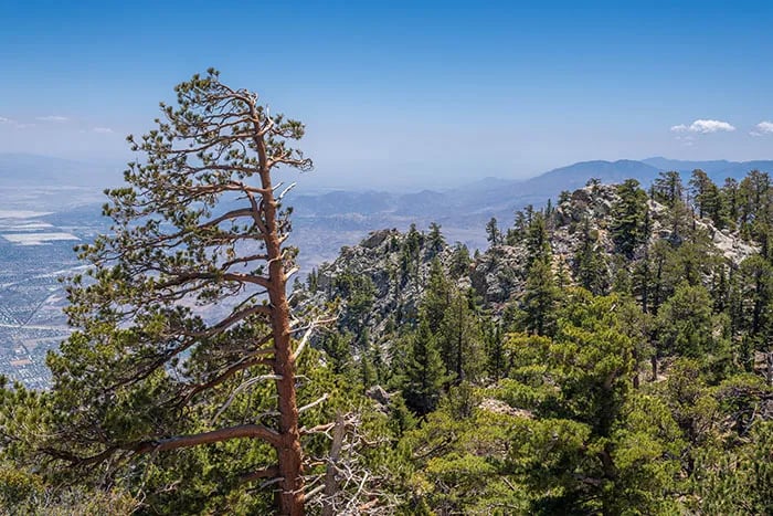 Round Valley Campsite — Mount San Jacinto State Park gallery 3