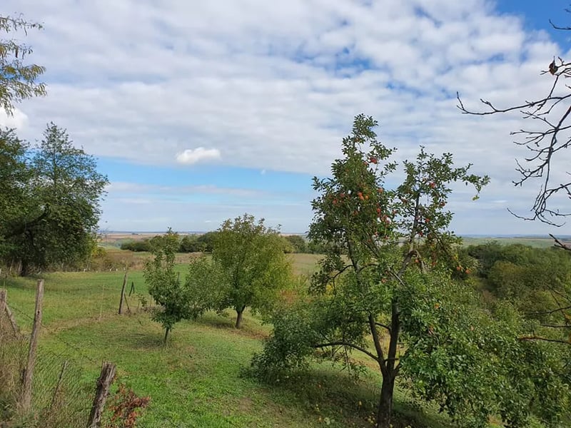 Hungarian Country Camping – Koppány Pines gallery 2